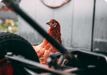 Farm Equipment & Supplies